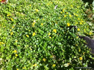 Lysimachia nummularia